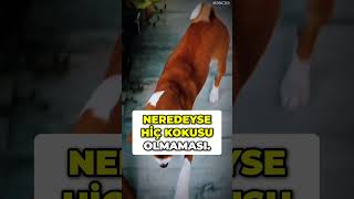 Bu Köpek Neden Asla Havlamaz🐕‍🦺 [upl. by Okubo]