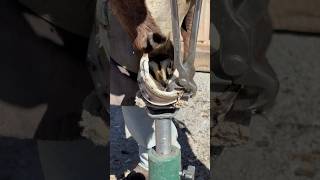 Trimming horse hoof asmr horseshoe satisfying oddlysatisfying horseshoeing hoof farrier [upl. by Bowlds431]