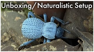 Unboxing NEW Blue Death Feigning Beetles [upl. by Boyes]