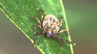 フタトゲチマダニ Haemaphysalis longicornis [upl. by Wilona205]