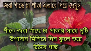 শীতে জবা গাছে চা পাতার সাথে দুটি উপাদান মিশিয়ে দিন ফুলে ভরে উঠবে গাছ  জবা গাছে চা এভাবে দিয়ে দেখুন [upl. by Ahsii]