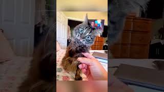 Hcatcatlover fumny fumnyvideos foryou fypage fyp fumnycatcats [upl. by Eiramanel]