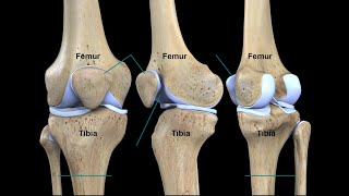 KNEE COMPLEX PART 1 TIBIOFEMORAL JOINT [upl. by Cherian341]