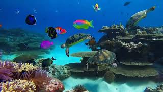 4 Hours of Study amp Focus Music  Underwater Scenes with Tropical Fish [upl. by Simsar987]