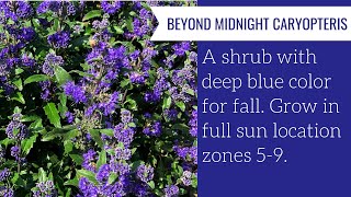 BEYOND MIDNIGHT® Caryopteris  wwwgardencrossingscom [upl. by Bennink]