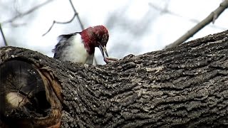 Redheaded Woodpecker and a Worm [upl. by Howey555]