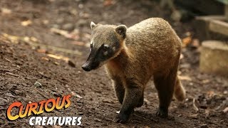 Coati  Curious Creatures [upl. by Ecirum]