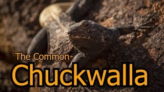 The Common Chuckwalla [upl. by Negriv998]