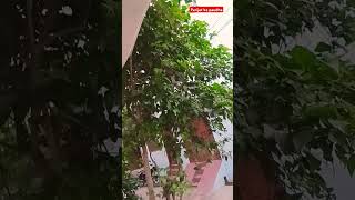 harsingar ke paudhe ke fayde gardening 🌹🌹youtube viral 👌👌👌 [upl. by Amre]