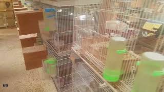 OPALINE LOVEBIRDS BREEDING ROOM🐤🐤🐤🐤 Criadero de Agapornis [upl. by Alleyne]