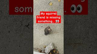 🥜 This is Tails 2 The Tailless Squirrel notail [upl. by Akihc]