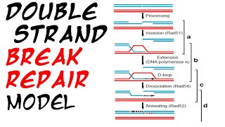 Double strand break repair model [upl. by Haikan]