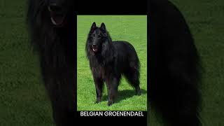 Short History Lesson of the Belgian Malinois [upl. by Caroline981]