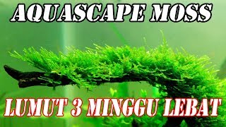 AQUASCAPE MOSS  MEMBUAT AQUASCAPE MINI DENGAN TANAMAN LUMUT PEMULA [upl. by Eilyk]