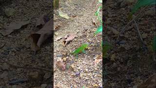 GARDEN LIZARD 🦎KATUSSAlizardgardenlizardviralvideoviralshortsrilankanatureshortvideo [upl. by Tremml]