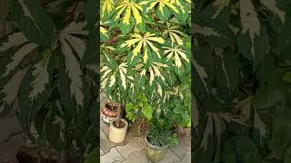 Manihot plant  cassava plant shorts plants gardening garden manihotplant trending green [upl. by Swisher]