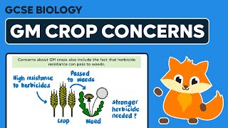 Concerns about GM Crops  GCSE Biology [upl. by Aynotak]