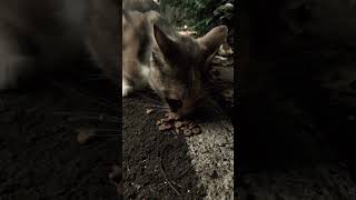 The cat was so hungry that he ate voraciously 🤤 cat cats shortsvideo [upl. by Alyakcm194]