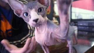 🐱 Gato Esfinge Sphynx quotgato calvoquot 🐈 Mi raza de gato favorita  Información cuidados etc 🐱 [upl. by Val]