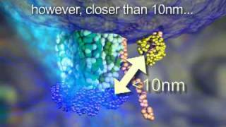 FRET  Fluorescence Resonance Energy Transfer  Dr Othon Gervasio  3D Scientific Animation [upl. by Avner]