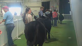 Young ranchers compete in Jr HeiferSteer Show and Showmanship Competition [upl. by Selden410]