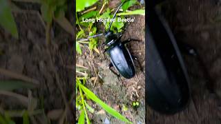 Long Horn Black Beetle🪲🌱 longhornbeetle beetle longhorn insects asmr bug blackbeetle bigbug [upl. by Isiahi]