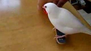 Skateboarding java sparrow II [upl. by Anilahs]