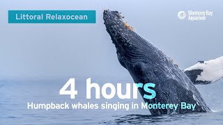 LIVE Ocean Sounds From Monterey Bay — Humpback Whales Singing Into The Deep  Littoral Relaxocean [upl. by Worrell197]