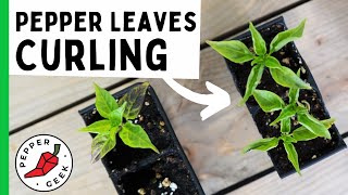 Why are my Pepper Plant Leaves Curling How to Stop Leaf Roll  Pepper Geek [upl. by Reinar694]