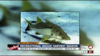 Snook season reopens Wednesday [upl. by Gabriell]