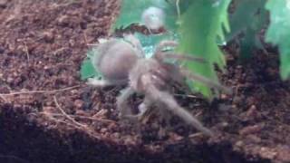 Brachypelma Smithi Sling Feeding 2 [upl. by Secnirp]