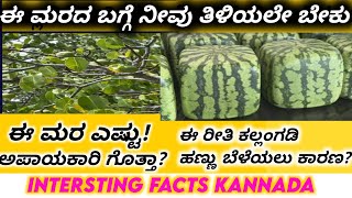 Intersting facts kannada  Facts in kannada  Top 05 facts in kannada [upl. by Orual]