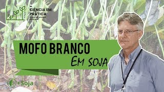 Qual o manejo do MOFO BRANCO em soja [upl. by Rufina]