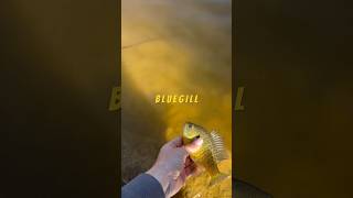 BLUEGILL Release bassfishing fishing bassproshop bassmaster bluegill [upl. by Ahseikan]