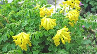 How to Grow Corydalis [upl. by Ayamahs427]