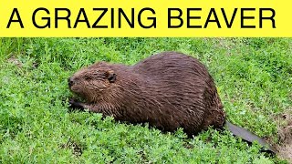 Watch A Beaver Find Food on the Riverbank Saskatoon 2024 [upl. by Vergos]