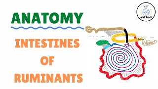 Anatomy of Ruminant Intestines  Sheep  Goat  Cow [upl. by Cestar]