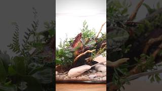 Making a planted driftwood terrarium with epiphytes [upl. by Laith195]