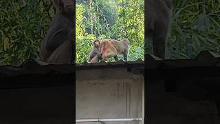 monkey 🐒😳 youtubeshorts [upl. by Cherrita]