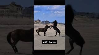 Wild horses being wild 🤯horse animals wild nature fight survival farm viralshorts fyp [upl. by Tammi]