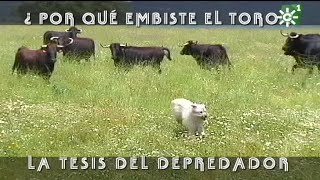 Toros de Sancho Dávila Por qué embiste el toro la teoría del depredador  Toros desde Andalucía [upl. by Tergram]