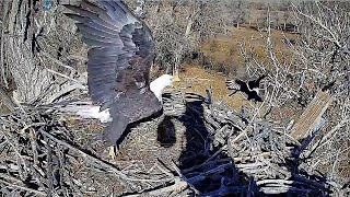 Pa was angry Ma had taken his rabbit away Some magpies came to share his leftovers Fort St Vrain [upl. by Atterrol351]