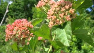 Prairie Ninebark Physocarpus opulifolius [upl. by Schoening461]