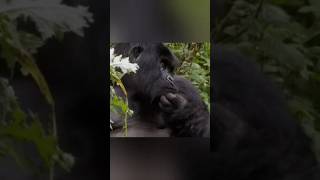 Gorilla  Largest Primate animals facts factsinhindi [upl. by Shelton]