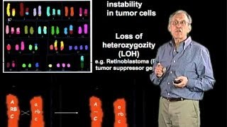 Chromosomal alterations in cancer cells  Jim Haber Brandeis [upl. by Merkley171]