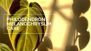 Philodendron Melanochrysum Care and Update ft Philodendron Gigas [upl. by Atila]