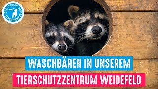 Waschbären in unserem Tierschutzzentrum Weidefeld [upl. by Eimot]