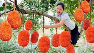 How to harvest yellow jackfruit to sell at the market  Gardening  Minh Daily Harvesting [upl. by Shannan]