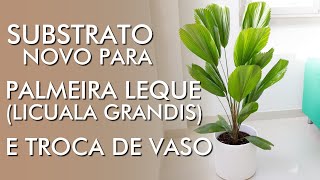 SUBSTRATO NOVO para Palmeira Leque Licuala Grandis e TROCA DE VASO [upl. by Assenyl395]