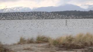 Dunlin flight [upl. by Harbison210]